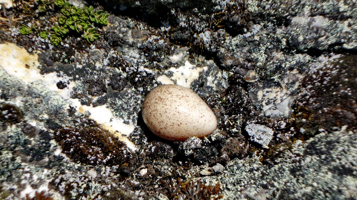 Egg on the way to 5050 meters high col Punta Cuyoc